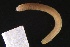  ( - ZMBN_161263)  @11 [ ] Creative Commons BY NC SA (2024) University of Bergen Natural History Collections