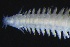  (Hypereteone - ZMBN_161304)  @11 [ ] Creative Commons BY NC SA (2024) University of Bergen Natural History Collections