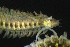  ( - ZMBN_161350)  @11 [ ] Creative Commons BY NC SA (2024) University of Bergen Natural History Collections