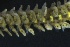  ( - ZMBN_161350)  @11 [ ] Creative Commons BY NC SA (2024) University of Bergen Natural History Collections