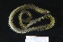  ( - ZMBN_161350)  @11 [ ] Creative Commons BY NC SA (2024) University of Bergen Natural History Collections