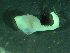  ( - ZMBN_149633)  @11 [ ] Creative Commons BY NC SA (2025) University of Bergen Natural History Collections