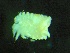  ( - ZMBN_155287)  @11 [ ] Creative Commons BY NC SA (2024) University of Bergen Natural History Collections