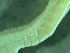  ( - ZMBN_161581)  @11 [ ] Creative Commons BY NC SA (2025) University of Bergen Natural History Collections