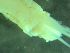  ( - ZMBN_161583)  @11 [ ] Creative Commons BY NC SA (2025) University of Bergen Natural History Collections