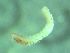  ( - ZMBN_172850)  @11 [ ] Creative Commons BY NC SA (2025) University of Bergen Natural History Collections