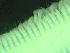  ( - ZMBN_172860)  @11 [ ] Creative Commons BY NC SA (2025) University of Bergen Natural History Collections