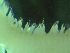  ( - ZMBN_172866)  @11 [ ] Creative Commons BY NC SA (2025) University of Bergen Natural History Collections