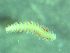  ( - ZMBN_172872)  @11 [ ] Creative Commons BY NC SA (2025) University of Bergen Natural History Collections