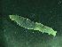  ( - ZMBN_172893)  @11 [ ] Creative Commons BY NC SA (2025) University of Bergen Natural History Collections