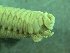  ( - ZMBN_173050)  @11 [ ] Creative Commons BY NC SA (2025) University of Bergen Natural History Collections