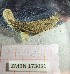  ( - ZMBN_173051)  @11 [ ] Creative Commons BY NC SA (2025) University of Bergen Natural History Collections