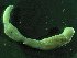  ( - ZMBN_173053)  @11 [ ] Creative Commons BY NC SA (2025) University of Bergen Natural History Collections