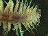  ( - ZMBN_173055)  @11 [ ] Creative Commons BY NC SA (2025) University of Bergen Natural History Collections