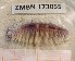  ( - ZMBN_173055)  @11 [ ] Creative Commons BY NC SA (2025) University of Bergen Natural History Collections