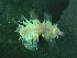  ( - ZMBN_173063)  @11 [ ] Creative Commons BY NC SA (2025) University of Bergen Natural History Collections