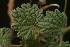  (Lagopsis darwiniana - 21856)  @11 [ ] CreativeCommons - Attribution Share-Alike (2022) Oyuntsetseg Batlai National University of Mongolia