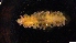  (Macellicephalinae - DSB_9698)  @11 [ ] Unspecified (default): All Rights Reserved  Unspecified Unspecified