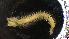  (Oligobregma - DSB_8231)  @11 [ ] Unspecified (default): All Rights Reserved  Unspecified Unspecified
