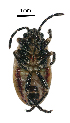  ( - MNHNL139839)  @11 [ ] CreativeCommons - Attribution (2022) Unspecified Musee National d'histoire Naturelle Luxembourg