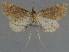  (Hydrillodes pyraustalis - CCDB-08662-A06)  @11 [ ] CreativeCommons - Attribution Non-Commercial Share-Alike (2014) Museum national d'Histoire naturelle  Muséum national d'Histoire naturelle