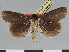  (Tathorhynchus nigra - CCDB-08662-A11)  @11 [ ] CreativeCommons - Attribution Non-Commercial Share-Alike (2014) Museum national d'Histoire naturelle  Muséum national d'Histoire naturelle