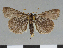  ( - CCDB-08662-A11)  @11 [ ] CreativeCommons - Attribution Non-Commercial Share-Alike (2014) Museum national d'Histoire naturelle  Muséum national d'Histoire naturelle