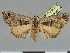  ( - CCDB-08662-B03)  @11 [ ] CreativeCommons - Attribution Non-Commercial Share-Alike (2014) Museum national d'Histoire naturelle  Muséum national d'Histoire naturelle