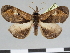  (Paralephana catalai - CCDB-08662-B04)  @11 [ ] CreativeCommons - Attribution Non-Commercial Share-Alike (2014) Museum national d'Histoire naturelle  Muséum national d'Histoire naturelle