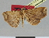 (Maxera nova - CCDB-08662-C05)  @11 [ ] CreativeCommons - Attribution Non-Commercial Share-Alike (2014) Museum national d'Histoire naturelle  Muséum national d'Histoire naturelle