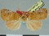  (Paralephana jugalis - CCDB-08662-C11)  @11 [ ] CreativeCommons - Attribution Non-Commercial Share-Alike (2014) Museum national d'Histoire naturelle  Muséum national d'Histoire naturelle