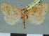  (Paralephana syntripta - CCDB-08662-E02)  @11 [ ] CreativeCommons - Attribution Non-Commercial Share-Alike (2014) Museum national d'Histoire naturelle  Muséum national d'Histoire naturelle
