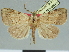  (Marcipa achyropa - CCDB-08662-F02)  @11 [ ] CreativeCommons - Attribution Non-Commercial Share-Alike (2014) Museum national d'Histoire naturelle  Muséum national d'Histoire naturelle