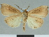  (Marcipa contorta - CCDB-08662-F03)  @11 [ ] CreativeCommons - Attribution Non-Commercial Share-Alike (2014) Museum national d'Histoire naturelle  Muséum national d'Histoire naturelle