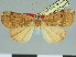  (Marcipa bullifera - CCDB-08662-F04)  @11 [ ] CreativeCommons - Attribution Non-Commercial Share-Alike (2014) Museum national d'Histoire naturelle  Muséum national d'Histoire naturelle