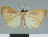  (Marcipa miraja - CCDB-08662-F06)  @11 [ ] CreativeCommons - Attribution Non-Commercial Share-Alike (2014) Museum national d'Histoire naturelle  Muséum national d'Histoire naturelle