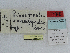  ( - CCDB-09453-C10)  @11 [ ] CreativeCommons - Attribution Non-Commercial Share-Alike (2014) Museum national d'Histoire naturelle  Muséum national d'Histoire naturelle