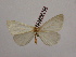  (Macrosoma hapiaria - BC-MNHN0144)  @11 [ ] Copyright (2010) Unspecified Museum National d`Histoire Naturelle, Paris
