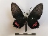  (Parides aeneas - BC-MNHN-LEP01462)  @11 [ ] creative common (2022) Rodolphe Rougerie Museum national d´Histoire naturelle, Paris