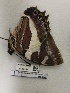  ( - BC-MNHN-LEP01495)  @11 [ ] creative common (2022) Rodolphe Rougerie Museum national d´Histoire naturelle, Paris