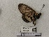  (Acraea andromacha - BC-MNHN-LEP01510)  @11 [ ] creative common (2022) Rodolphe Rougerie Museum national d´Histoire naturelle, Paris