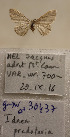  ( - BC-MNHN0735)  @11 [ ] cc (2021) Jacques Nel Research collection of Jacques Nel