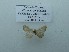  ( - BC-MNHN0736)  @11 [ ] cc (2021) David Bator Research collection of David Bator