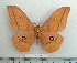  ( - BC-MN0023)  @14 [ ] Copyright (2010) M. Newport Research Collection of Mike Newport