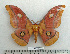  ( - BC-MN0029)  @14 [ ] Copyright (2010) M. Newport Research Collection of Mike Newport