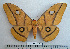  ( - BC-MN0031)  @13 [ ] Copyright (2010) M. Newport Research Collection of Mike Newport