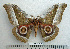  ( - BC-MN0056)  @11 [ ] Copyright (2010) M. Newport Research Collection of Mike Newport