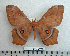  ( - BC-MN0058)  @13 [ ] Copyright (2010) M. Newport Research Collection of Mike Newport