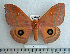  ( - BC-MN0077)  @14 [ ] Copyright (2010) M. Newport Research Collection of Mike Newport