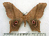  ( - BC-MN0113)  @14 [ ] Copyright (2010) M. Newport Research Collection of Mike Newport